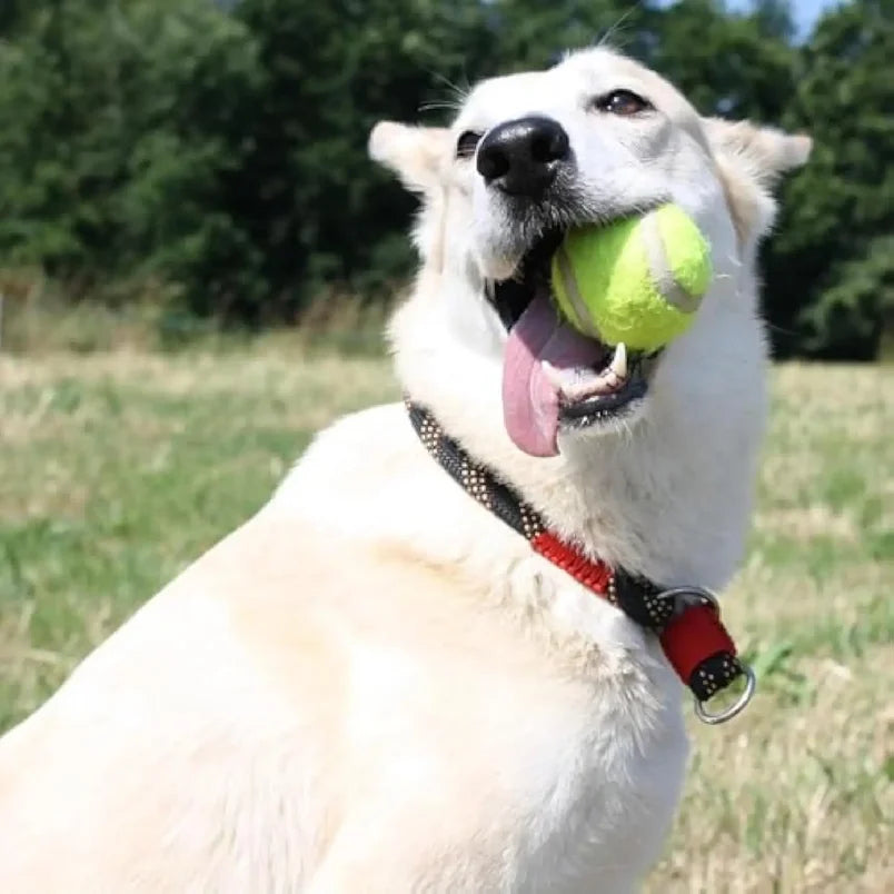 Dog Tennis Launcher Automatic Pet Dogs Chase Toy Mini Tennis Throwing Pinball Machine Fun Interactive Throw Rechargable Catapult